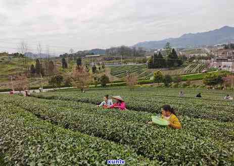 茶叶是几月份采摘的？详解茶叶采摘时间和节