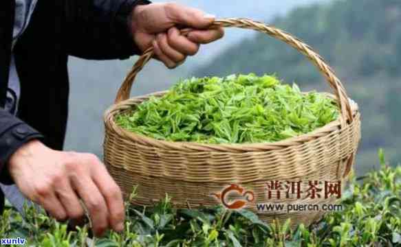 茶叶都是几月采摘，揭秘茶叶的采摘时间，了解不同节的茶叶特点