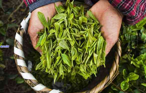 茶叶都是几月采摘，揭秘茶叶的采摘时间，了解不同节的茶叶特点