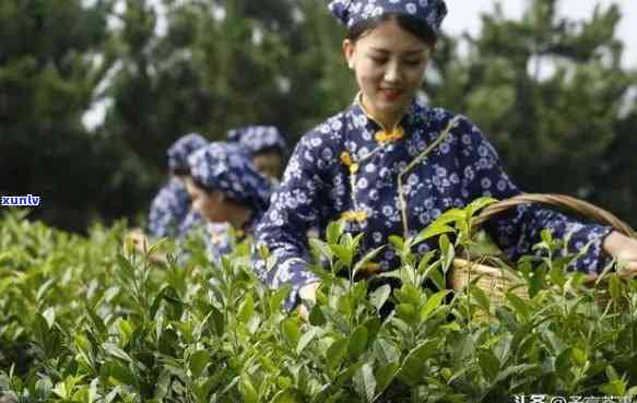 茶叶都是几月采摘，揭秘茶叶的采摘时间，了解不同节的茶叶特点