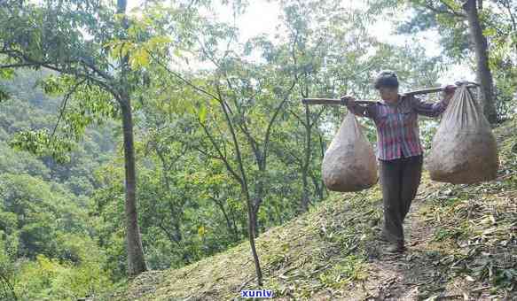 茶叶都是什么时候采的，揭秘茶叶采摘时间：你所不知道的茶叶采收知识