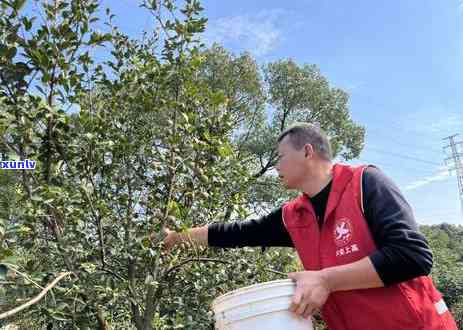 茶叶都是什么时候采的，揭秘茶叶采摘时间：你所不知道的茶叶采收知识