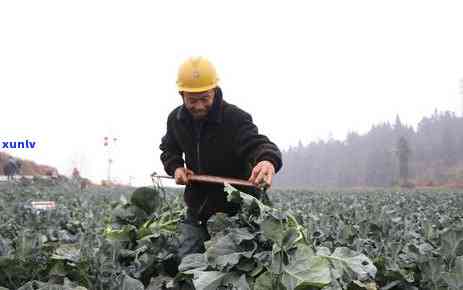 茶叶都是什么时候采的，揭秘茶叶采摘时间：你所不知道的茶叶采收知识