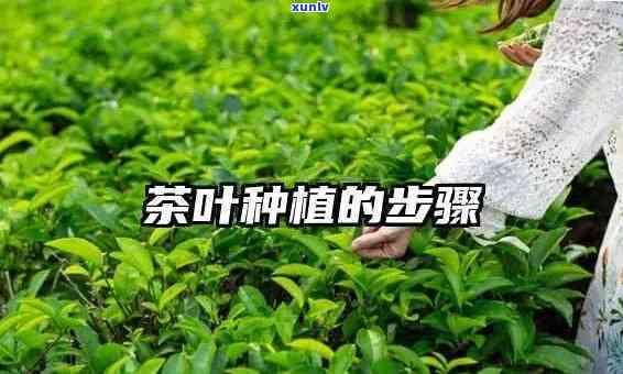 茶叶种植全过程详解视频：从播种到采摘