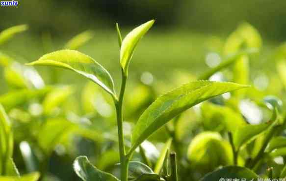 茶叶是怎么种出来的，揭秘茶叶的种植过程：从种子到杯中茶的奇妙旅程