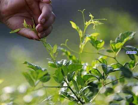 茶叶是不是解药性的，茶叶：解药性还是饮品？探讨其真实功效与作用