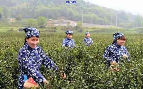 合肥哪里有卖茶叶的专卖店，寻找好茶？合肥茶叶专卖店全攻略！