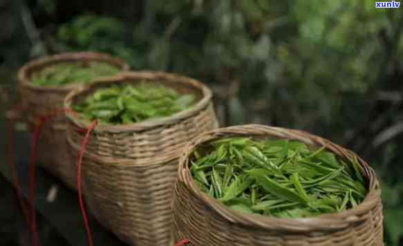 知味茶叶是哪里产的，揭秘知味茶叶的产地，了解其故事