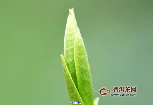 竹叶青茶叶哪里产的？探究其更优产地与口感特点