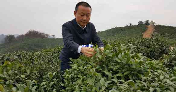 文新茶叶事长是哪里人，揭秘文新茶叶的掌舵者：事长贯何处？