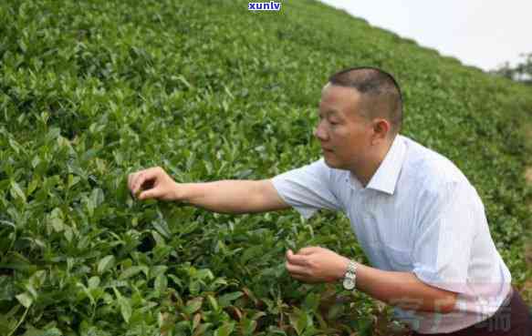 文新茶叶事长是哪里人，揭秘文新茶叶的掌舵者：事长贯何处？