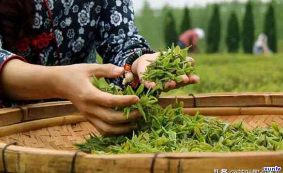 寻味茶叶是哪里产的好，揭秘好茶：探寻寻味茶叶的产地之谜