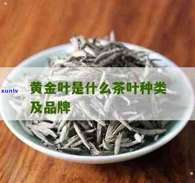 大金叶茶叶属于什么茶，探究茶叶分类：了解大金叶茶叶属于哪一类茶？