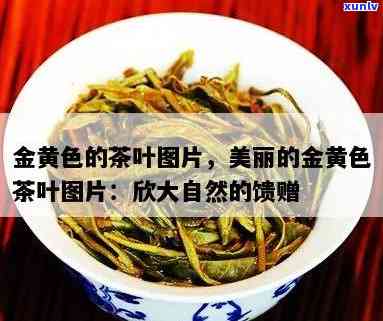 茶叶上长出黄金色的-茶叶上长出黄金色的花