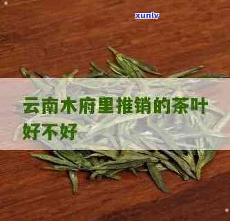 木府的茶叶真的假的-木府的茶叶真的假的怎么辨别