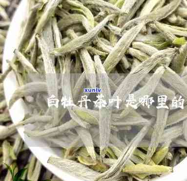 白牡丹茶叶是哪里的-白牡丹茶叶是哪里的特产