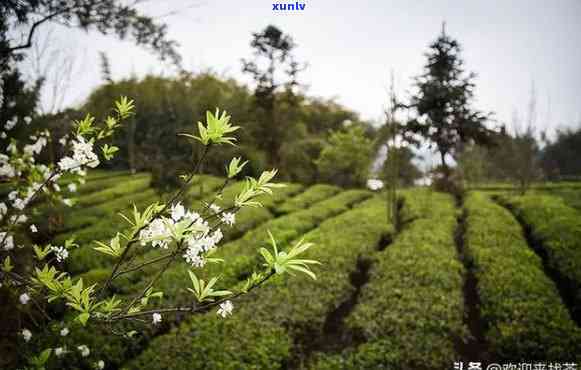 州哪里卖茶叶的多，寻找好茶？州哪里是茶叶销售集中的地方？