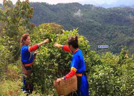 哪些茶叶属于热性？哪些属于凉性或寒性？请详解