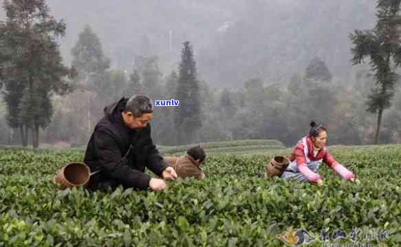 永川哪里有卖茶叶的-永川哪里有卖茶叶的地方