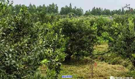 单纯茶叶是哪里产的好，寻找好茶：探讨单纯茶叶的产地与品质