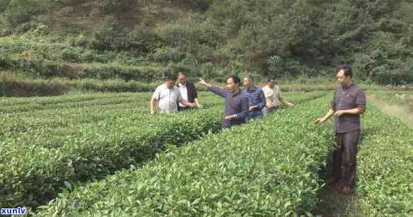 九十年代老茶叶图片高清，复古时光：高清九十年代老茶叶图片欣