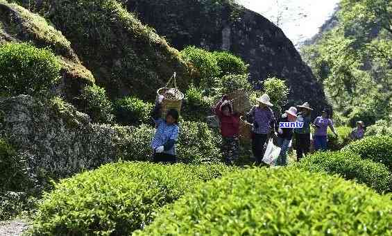 探究武夷山茶叶销售难题：生产重要性与消费者信任度