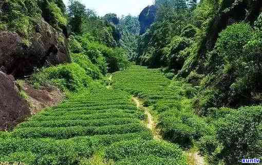 武夷山茶叶生产为何如此重要？探究其独特产区优势与历文化影响