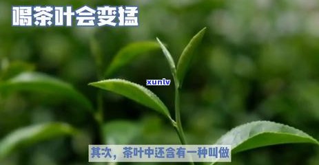 茶叶为什么提神？原因解析及效果对比