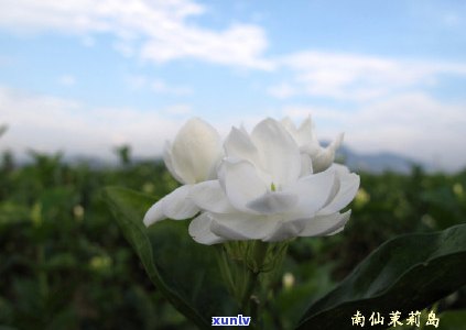 福州茶叶哪里好又便宜？寻找性价比高的茶品？看这里！