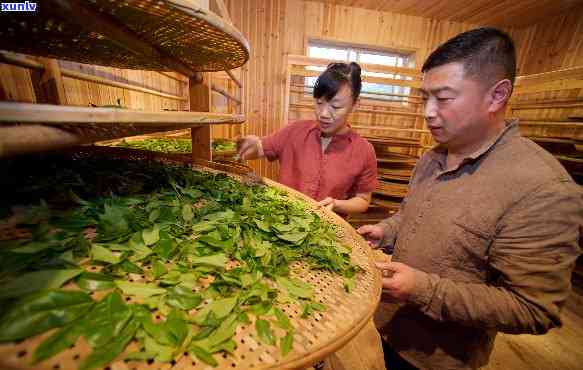 武夷山十大茶人，探寻武夷山十大茶人的制茶之路