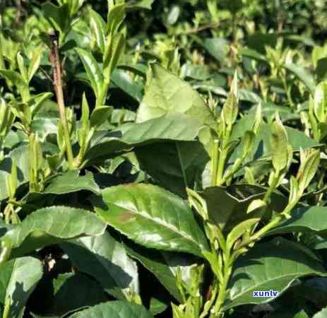 茶叶有虫子能泡茶吗-茶叶有虫子能泡茶吗图片