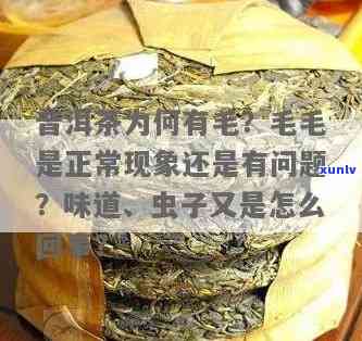 茶叶里很多类似绒毛的虫子，揭示茶叶中的小秘密：那些类似绒毛的虫子是什么？