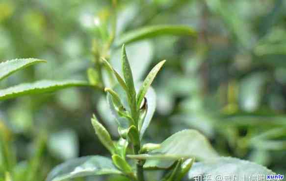 茶叶里很多类似绒毛的是什么植物？