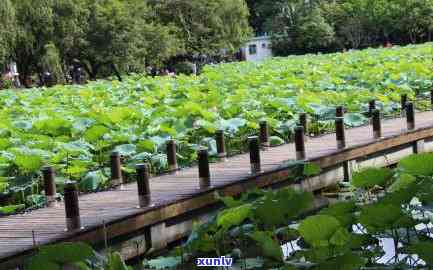 镶嵌款翡翠荷花-镶嵌款翡翠荷花图片大全