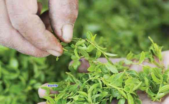 酸枣芽茶属于茶叶么-酸枣芽茶属于茶叶么吗