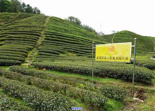 石家茶叶场在哪，寻找好茶？石家茶叶场地址全攻略！