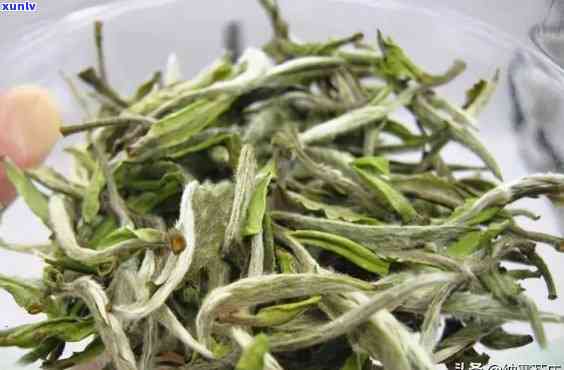 茶叶有茶毛可以喝吗-茶叶有茶毛可以喝吗有吗