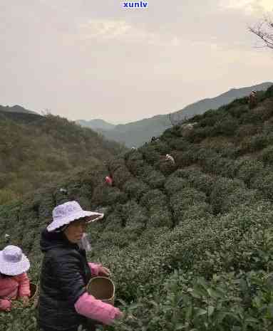 信阳茶叶城茶叶贵吗-信阳茶叶城茶叶贵吗多少钱