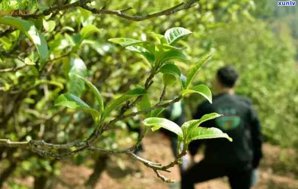 茶树树龄越长，茶叶品质越好？