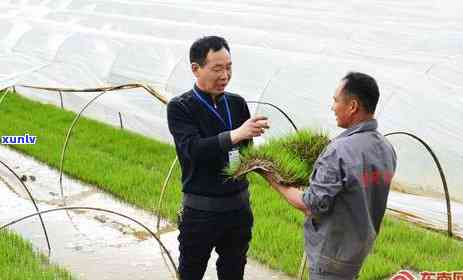 茶叶点燃：产生何种物质，有何利弊？