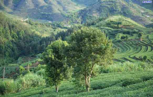 武夷山是茶叶之乡吗？为什么没看到茶树？