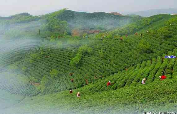 信阳茶叶主要产地：你知道多少？