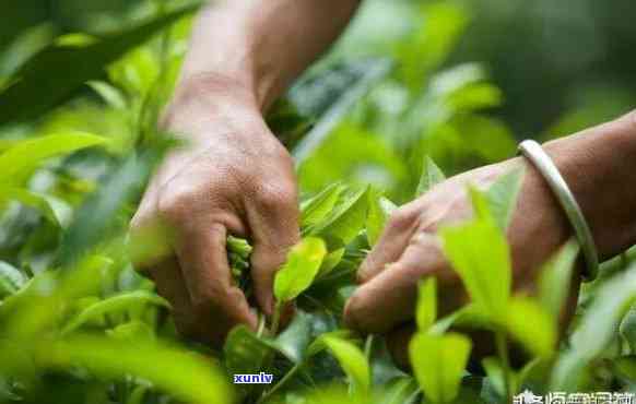 自己摘的茶叶要洗吗？清洗 *** 与保存期限解析