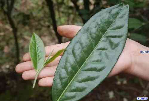 像树皮的茶叶是什么品种？图片与名称全解析