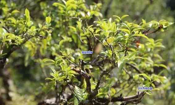 像树皮的茶是什么茶？揭示其身份与保健功效