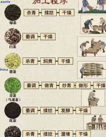 全面解析茶叶加工技术要点：从工艺流程到技术条件