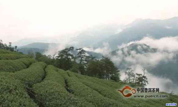 顶露茶叶的特点-顶露茶介绍