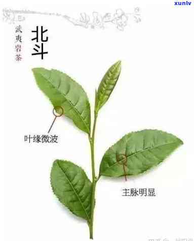 普洱熟茶选哪个牌子好-普洱熟茶选哪个牌子好喝