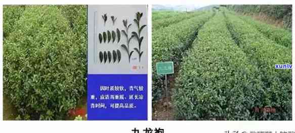 武夷山岩茶105是什么茶，解密武夷山岩茶：105是什么样的茶叶？