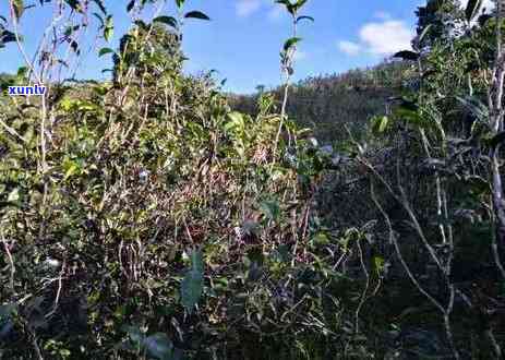 各种茶叶的优点缺点-各种茶叶的优点缺点是什么